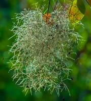 cotinus coggygria, rhus cotino, árvore de fumaça, fumaça árvore, fumaça arbusto, ou tinturaria sumagre é uma espécies do floração plantar. natural verde e Rosa flor fundo foto