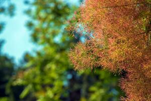cotinus coggygria, rhus cotino, árvore de fumaça, fumaça árvore, fumaça arbusto, ou tinturaria sumagre é uma espécies do floração plantar. natural verde e Rosa flor fundo foto
