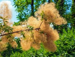 cotinus coggygria, rhus cotino, árvore de fumaça, fumaça árvore, fumaça arbusto, ou tinturaria sumagre é uma espécies do floração plantar. natural verde e Rosa flor fundo foto