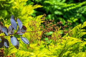 cotinus coggygria, rhus cotino, árvore de fumaça, fumaça árvore, fumaça arbusto, ou tinturaria sumagre é uma espécies do floração plantar. natural verde e Rosa flor fundo foto