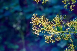 cotinus coggygria, rhus cotino, árvore de fumaça, fumaça árvore, fumaça arbusto, ou tinturaria sumagre é uma espécies do floração plantar. natural verde e Rosa flor fundo foto