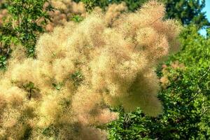 cotinus coggygria, rhus cotino, árvore de fumaça, fumaça árvore, fumaça arbusto, ou tinturaria sumagre é uma espécies do floração plantar. natural verde e Rosa flor fundo foto