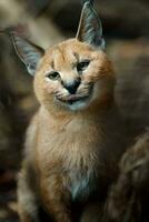 retrato do caracal dentro jardim zoológico foto