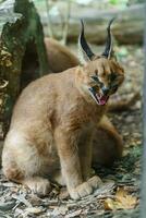 retrato do caracal dentro jardim zoológico foto