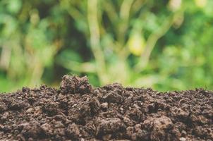 verdura de planta jovem e mudas estão crescendo no solo. foto