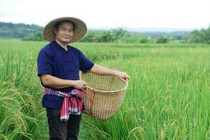 ásia homem agricultor é às arroz campo, aguarde cesta para pegue livrar do ervas daninhas, inspeciona insetos, crescimento e doenças do arroz plantas. conceito, agricultura ocupação. orgânico agricultura foto