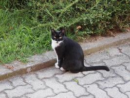 gato doméstico preto e branco foto
