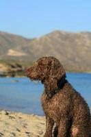 retrato de cachorro marrom macro lagotto romagnolo caçador de trufas creta grécia foto