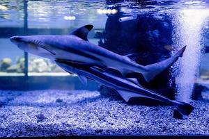 imagem subaquática de pequenos tubarões nadando em um aquário no oceanário