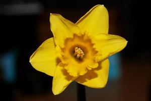 flor macro fundo alta qualidade narciso família amaryllidaceae foto