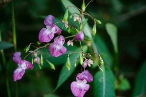 flores silvestres lamium lamiaceae a alemão orquídea foto