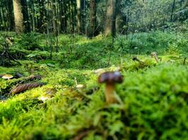 cogumelos selvagens frescos fora da floresta foto