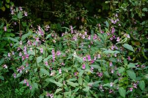 flores silvestres lamium lamiaceae a alemão orquídea foto