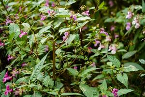 flores silvestres lamium lamiaceae a alemão orquídea foto