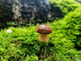 cogumelos selvagens frescos fora da floresta foto