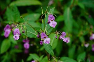 flores silvestres lamium lamiaceae a alemão orquídea foto