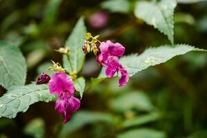 flores silvestres lamium lamiaceae a alemão orquídea foto