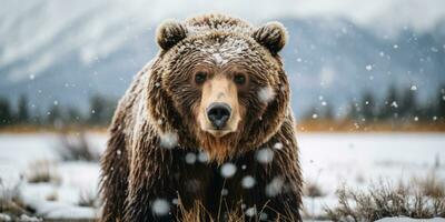 uma grisalho Urso caminhando tempestade de neve ai generativo foto