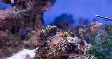 imagem subaquática de plantas marinhas e algas no mar foto