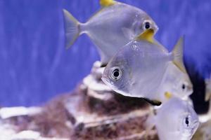 imagem subaquática de peixes no mar