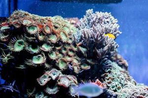 imagem subaquática de plantas marinhas e algas no mar foto