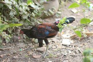 livre alcance orgânico selvagem galinhas em uma tradicional aves de capoeira Fazenda andar sobre a Jardim foto