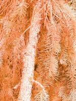abeto árvore com laranja matiz foto