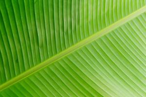 textura de folha de bananeira foto