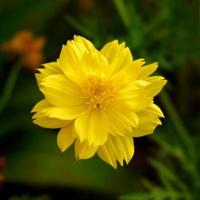 flor amarela do cosmos no jardim foto