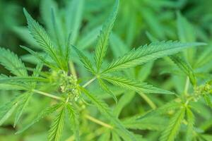 cannabis arbustos crescer em a campo dentro verão foto
