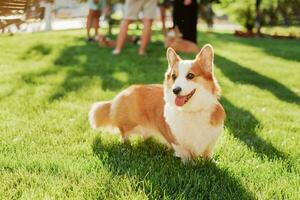 retrato do uma cachorro do a corgi procriar em uma fundo do verde Relva em uma ensolarado dia dentro a parque foto