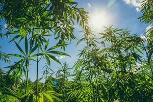 cannabis cresce às pôr do sol dentro verão dentro a Vila foto
