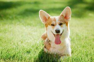 retrato do uma cachorro do a corgi procriar em uma fundo do verde Relva em uma ensolarado dia dentro a parque foto