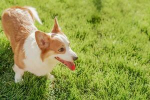 retrato do uma cachorro do a corgi procriar em uma fundo do verde Relva em uma ensolarado dia dentro a parque foto