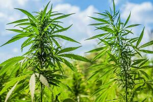 cannabis arbustos crescer em a campo contra a céu dentro verão em uma ensolarado dia foto