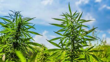 cannabis arbustos crescer em a campo contra a céu dentro verão em uma ensolarado dia foto