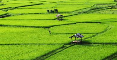 campos de arroz verde na estação das chuvas foto
