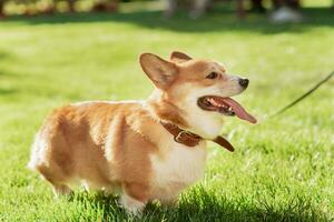 retrato do uma cachorro do a corgi procriar em uma fundo do verde Relva em uma ensolarado dia dentro a parque foto