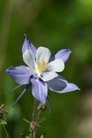 uma solteiro roxa e branco columbine flor foto