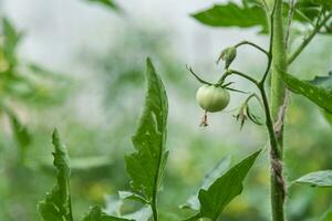 verde tomates crescer dentro uma vegetal jardim dentro verão foto