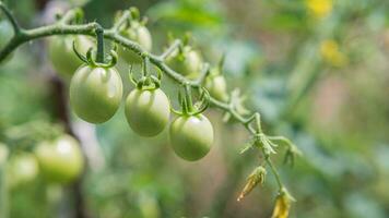 verde cereja tomates crescer em arbustos dentro a vegetal jardim dentro verão. fechar-se foto