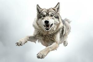 retrato do uma Lobo pulando em uma branco background.ai gerado foto