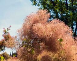 cotinus coggygria, rhus cotino, árvore de fumaça, fumaça árvore, fumaça arbusto, ou tinturaria sumagre é uma espécies do floração plantar. natural verde e Rosa flor fundo foto