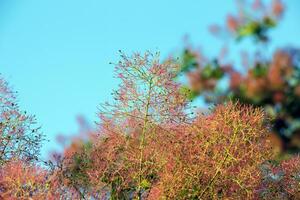 cotinus coggygria, rhus cotino, árvore de fumaça, fumaça árvore, fumaça arbusto, ou tinturaria sumagre é uma espécies do floração plantar. natural verde e Rosa flor fundo foto