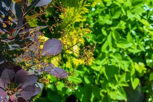 cotinus coggygria, rhus cotino, árvore de fumaça, fumaça árvore, fumaça arbusto, ou tinturaria sumagre é uma espécies do floração plantar. natural verde e Rosa flor fundo foto