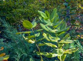 asclepias syriaca vagens com sementes. comum serralha plantar com texturizado verde frutas. selvagem sírio tordo folículos dentro atrasado verão. haste e cápsula do uma perene erva. foto