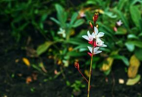 fechar acima gaura lindheimeri ou girando borboletas flores visto dentro verão dentro a jardim. foto