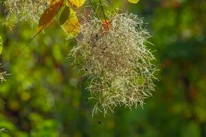 cotinus coggygria, rhus cotino, árvore de fumaça, fumaça árvore, fumaça arbusto, ou tinturaria sumagre é uma espécies do floração plantar. natural verde e Rosa flor fundo foto