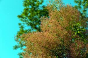 cotinus coggygria, rhus cotino, árvore de fumaça, fumaça árvore, fumaça arbusto, ou tinturaria sumagre é uma espécies do floração plantar. natural verde e Rosa flor fundo foto