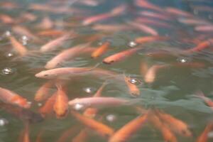 alimentando vermelho tilápia peixe dentro aquicultura lagoas em fazendas, foto
